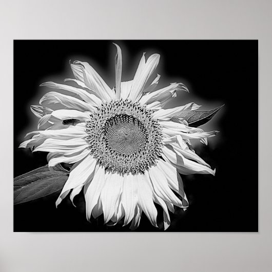 Poster Tournesol En Noir Et Blanc (Devant)