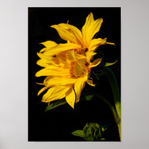 Poster Tournesol enmêlé et sa signification