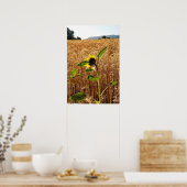 Poster Tournesol et blé (Cuisine)