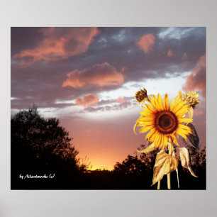 POSTER TOURNESOL ET COUCHER DE SOLEIL D'ÉTÉ ROSE