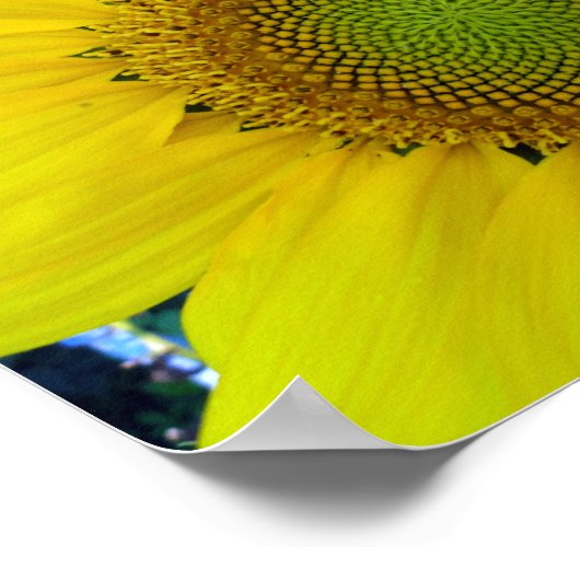 Poster Tournesol et graines, Spirale, Ratio doré (Coin)