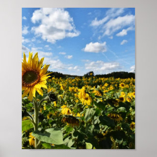 Poster Tournesol Été, Virginie