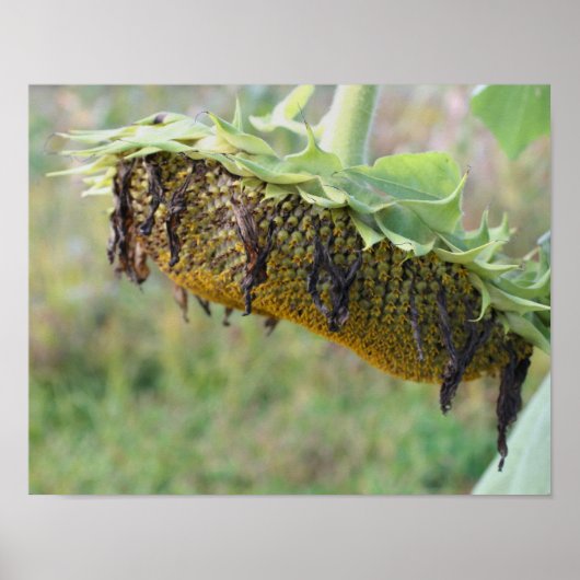 Poster Tournesol Fané Gros Plan (Devant)