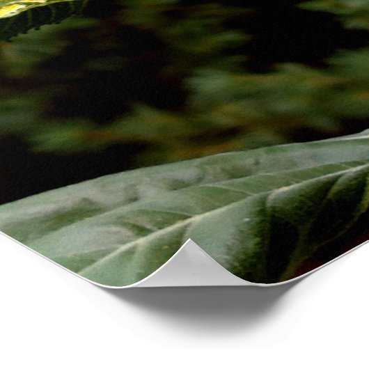 Poster Tournesol géant, fleur jaune (Coin)