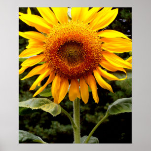 Poster Tournesol géant, fleur jaune