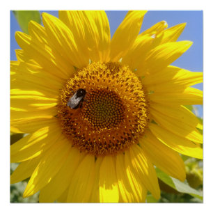 Poster Tournesol jaune