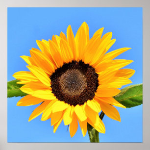 Poster Tournesol jaune contre soleil sur ciel bleu - Été