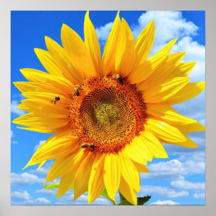 Poster Tournesol jaune et abeilles sur ciel bleu - Jour d