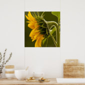 Poster Tournesol jaune macro (Cuisine)