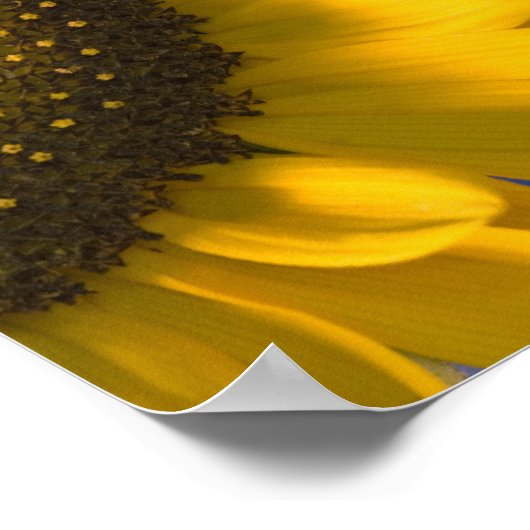 Poster Tournesol jaune sur Mariage bleu (Coin)