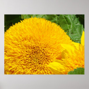 Poster Tournesol jaune vif imprimés Jardin d'été