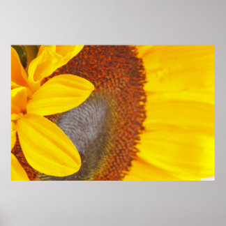 Poster Tournesol Macro