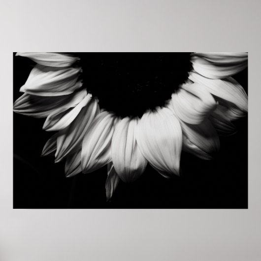 Poster Tournesol noir et blanc (Devant)