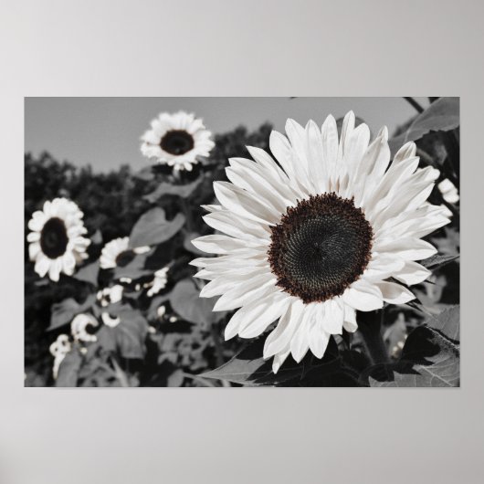 Poster Tournesol noir et blanc (Devant)