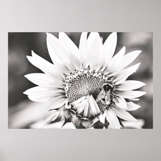 Poster Tournesol noir et blanc et abeille (Devant)