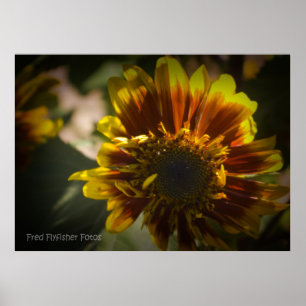 Poster Tournesol noir Vignette