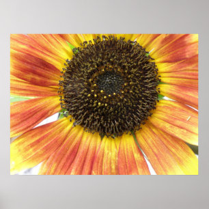 Poster Tournesol orange