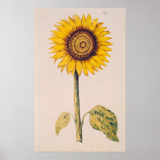 Poster Tournesol ou Helianthus (Devant)