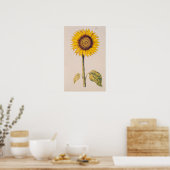 Poster Tournesol ou Helianthus (Cuisine)