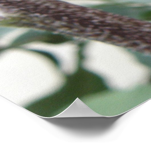 Poster Tournesol rose pâle (Coin)