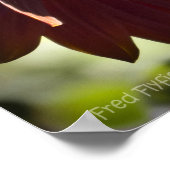 Poster Tournesol rouge (Coin)