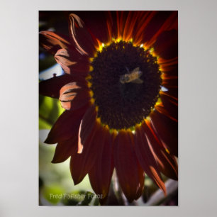 Poster Tournesol rouge