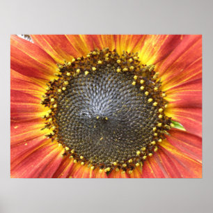 Poster Tournesol rouge et jaune