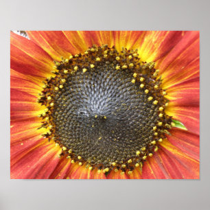 Poster Tournesol rouge et jaune