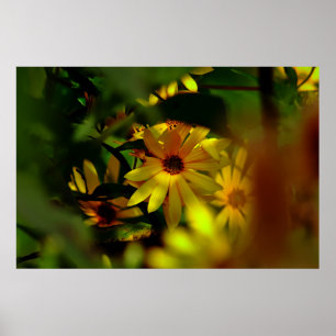 Poster Tournesol sauvage