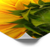 Poster Tournesol solaire (Coin)