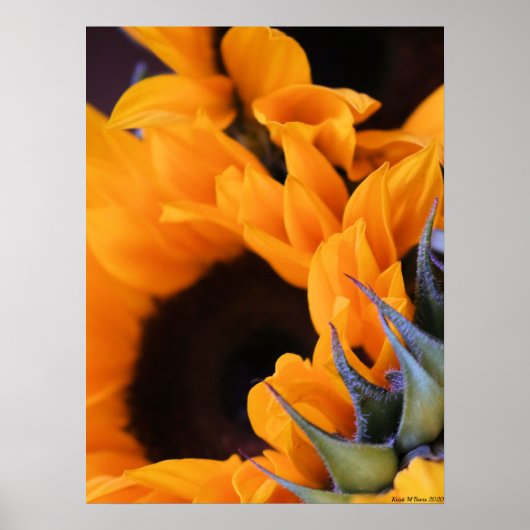 Poster Tournesol Soleil d'Été (Devant)
