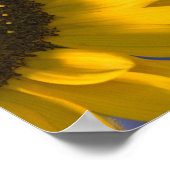 Poster Tournesol sur Bleu (Coin)