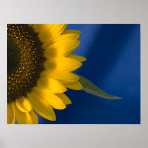 Poster Tournesol sur Bleu