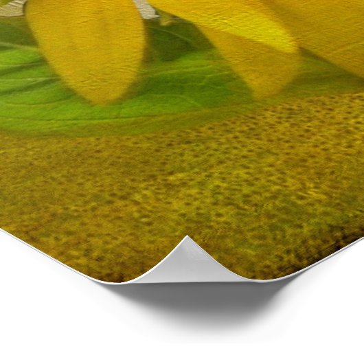 Poster Tournesol unique sur le pâturage de tournesol (Coin)