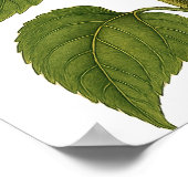 Poster Tournesol Vintage (Coin)