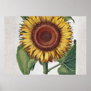 Poster Tournesol Vintage Damas Fleur Art