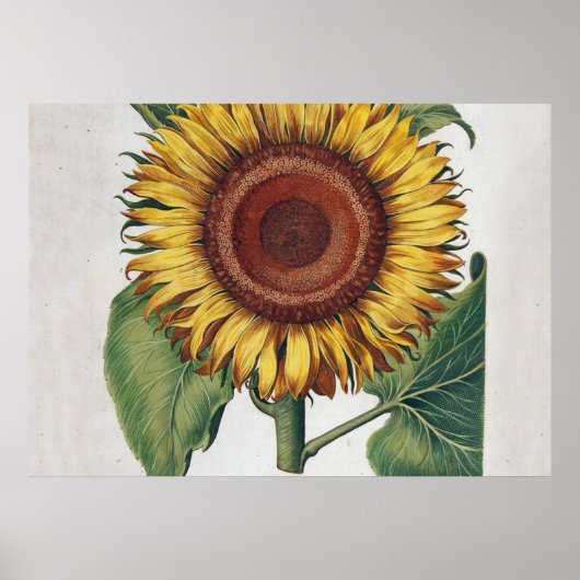 Poster Tournesol Vintage Damas Fleur Art (Devant)
