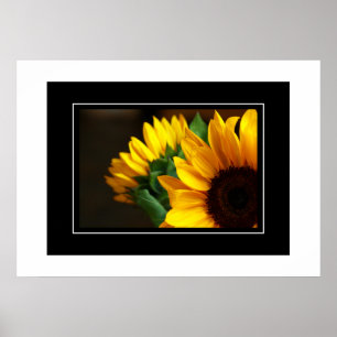Poster Tournesols