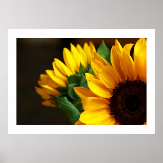 Poster Tournesols (Devant)
