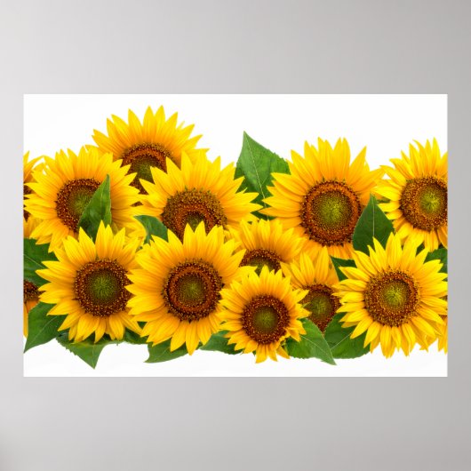 Poster Tournesols (Devant)