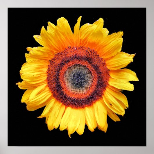 POSTER TOURNESOLS (Devant)