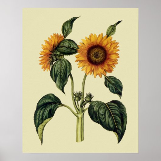 Poster Tournesols Art antique du XVIIe siècle (Devant)