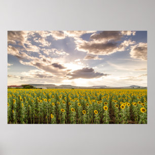 Poster Tournesols au coucher du soleil