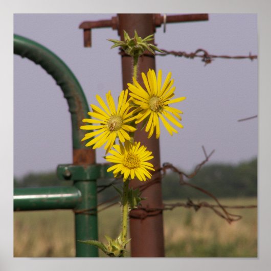 Poster Tournesols communs à la porte (Devant)