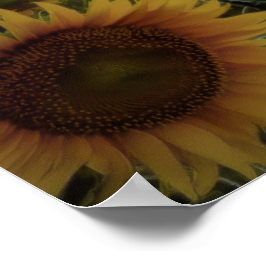 Poster Tournesols Dans Une Tempête (Coin)