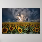 Poster Tournesols Dans Une Tempête (Devant)