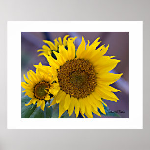 Poster Tournesols en grappes florales Photographie de prè