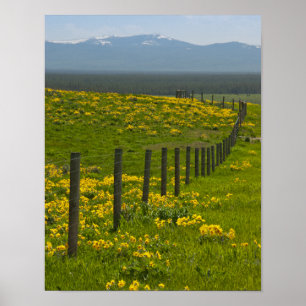 Poster Tournesols jaunes et montagnes
