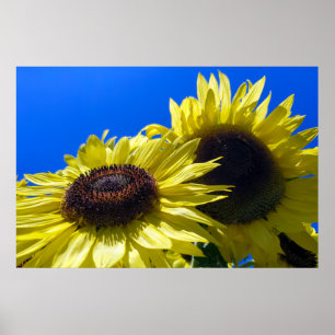 Poster Tournesols Moonwalker tendus vers le ciel