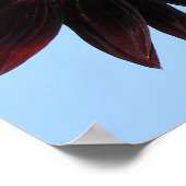 Poster Tournesols Queen Velvet (Coin)